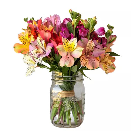 Colorful alstroemeria flowers in a clear mason jar on a white background.
