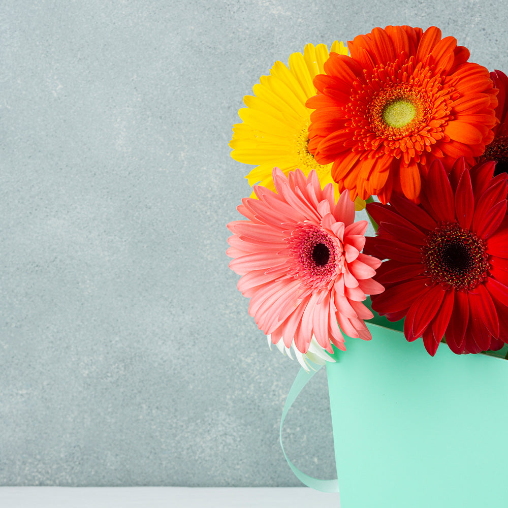 Get well bouquet of colorful gerbera daisies
