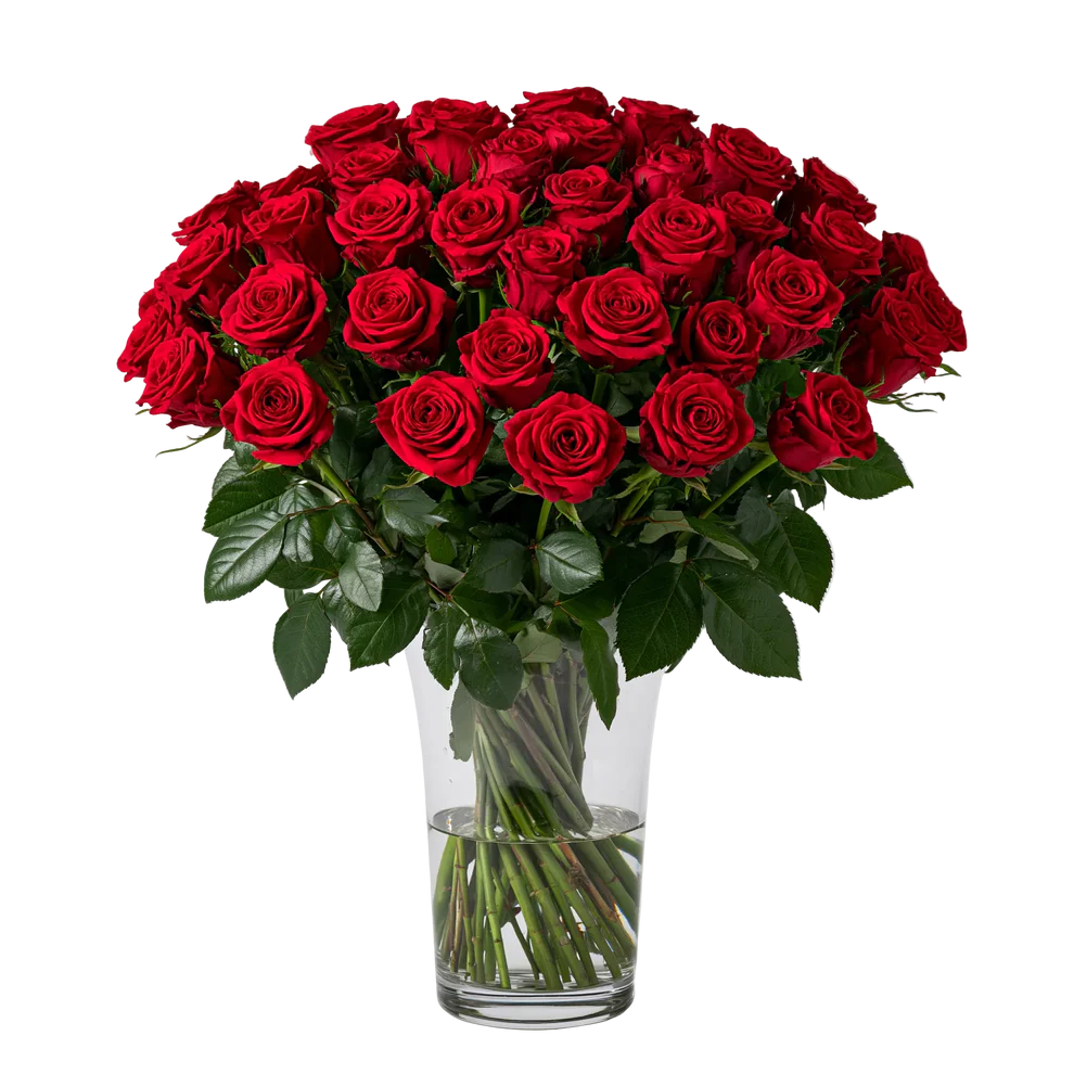 Three Dozen Long Stem Red Roses - Flower Delivery New Zealand
