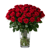 Three Dozen Long Stem Red Roses - Flower Delivery New Zealand