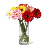 Gerbera Brights