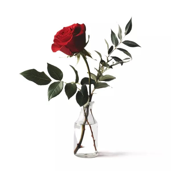 single red rose in a vase