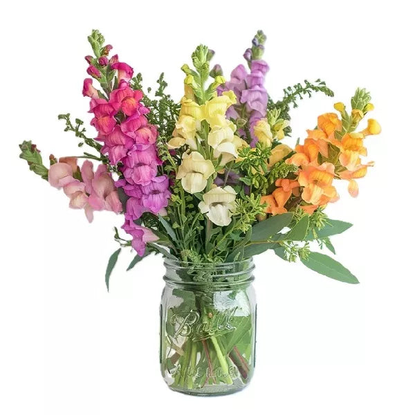 a bouquet of snapdragons